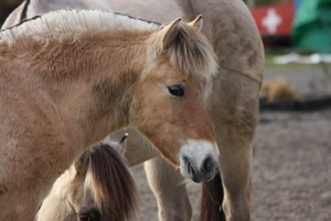 Roan im Oktober 2011