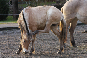 Roan im Oktober 2011