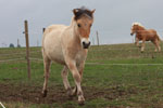 Roan im Juli 2012