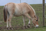 Roan im Juli 2012