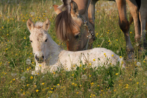 Roan im Mai 2011