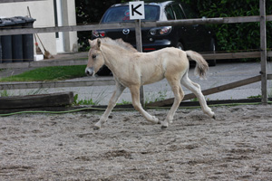 Roan im Juni 2011