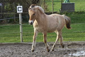 Roan im Oktober 2011