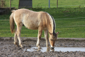 Roan im Oktober 2011