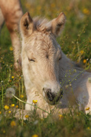 Roan im Mai 2011